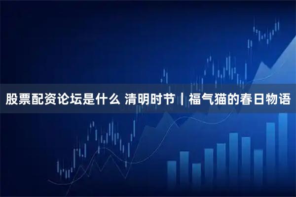 股票配资论坛是什么 清明时节｜福气猫的春日物语
